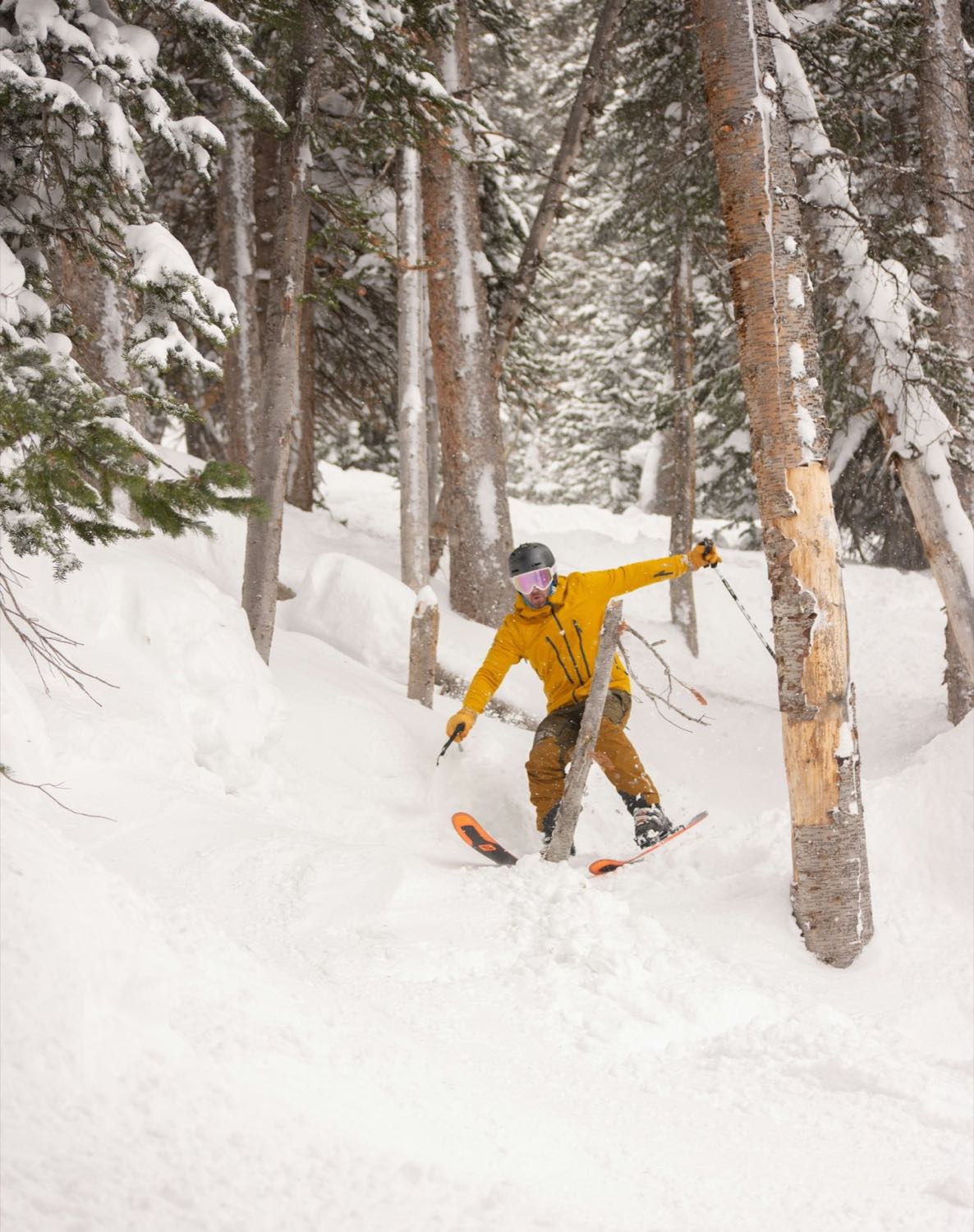 A skier in a yellow jacket turning through deep snow between birch and spruce trunks